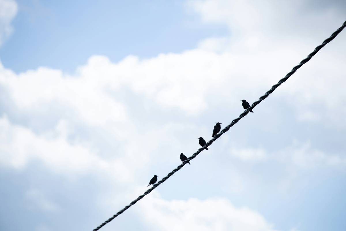 black birds on black wire under white clouds and blue sky during daytime